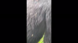 Mountain gorilla with it's baby in Virunga Mountains, Rwanda