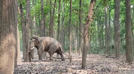 Tired elephant bull rests its head against a tree while searching for a mate in India