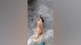 Pet Persian cat takes home adorable stray kitten that follows him everywhere in Malaysia