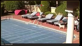 Lady runs toward pool to save drowning pup, ends up falling in herself
