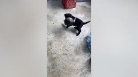 Hapless puppy's head stuck inside kettle after trying to steal food in kitchen