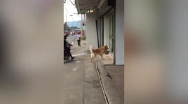 Reliable pet Golden Retriever carries owner's shopping basket to market