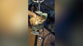 Stubborn pet kitty refuses to leave owner's bike basket