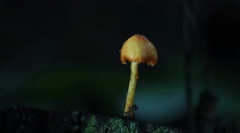 In this video I filmed a colorful mushroom