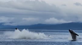 Four massive humpback whales breach in synchronisation off Alaska's coast