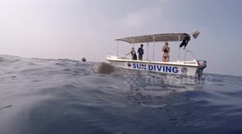 A group of scuba divers bumped into two turtles mating in the middle of the Indian Ocean off Sri Lanka