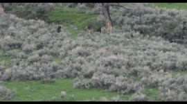 Bear chased up trees after it tried to steal food from wolf pack in Yellowstone National Park