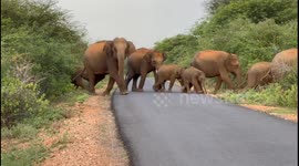 Matriarchal head watches and guards its elephant herd until they cross the National Highway that runs through a forest in India.