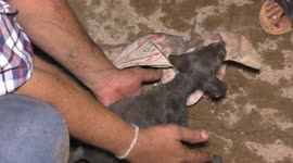 Puppy that fell on the storm water drain was rescued after a 4 hour long struggle.
