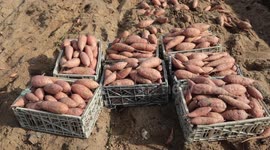 Palestinian farmers harvest sweet potato at a farm in Khan Yunis