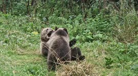 Brown bear cubs playing