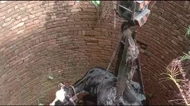 Cow that fell into deep well gets rescued using crane in India