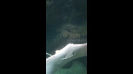 Sting Ray come up for a close up and can see it's mouth as it goes against the glass tank enclosure