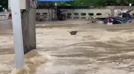 Hero rescuers save struggling dog from raging floods in Thailand