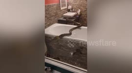 HUGE python slithers over family's bathtub as it eyes two pet kittens for dinner