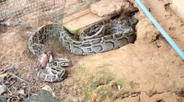 Large 10ft-long python tangled up in garden net rescued in Thailand