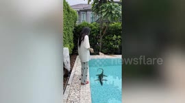 Cheeky monitor lizard spotted relaxing in family's backyard swimming pool