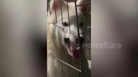 Pet Siberian Husky makes wacky face while chewing off cage