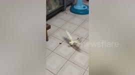 Pet cocktail fights with cockroach 'to protect her owners'