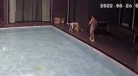 Resident and Dalmatian dog fall into pool as naughty pooch refuses to leave bucket of water