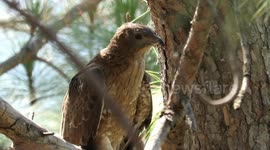 Honey Buzzard calling , near her nestling. Beauty of wildlife of Pakistan.