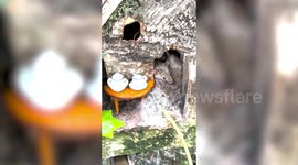 Meet the families of mice who live in their own purpose built homes and even have a pub