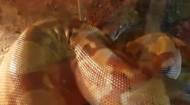 This Python Snake was keeping warm and wrapped itself into a ball