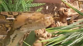 Python Snake goes and explores and slides across the tank to look through the hole in roof of tank