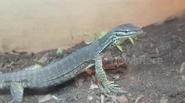 Monitor Lizard reptile has a walk and then flicks dirt around trying to make a tunnel