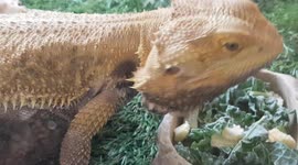 This is a bigger Lizard reptile animal that looks like a mini dinosaur