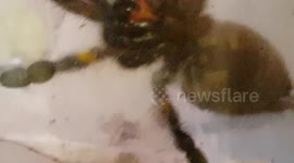 Trantula Spider was resting on a glass jar house and used it's web to cling on