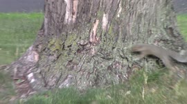 Two baby squirrels playing, fighting, jumping, tumbling, diving, running, brawling, and hiding from each other over and over in the grass and around a maple tree