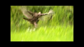 Family of turkeys falls out of tree