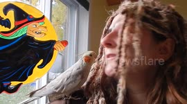 Every Pirate needs a Parrot