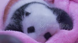 Panda cub in the nursery