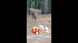 Deer photobombs baby's photoshoot