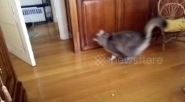 Cat does parkour on a door