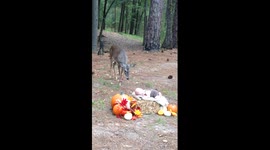 Doe photobombs baby's photoshoot