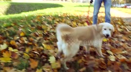 How much this golden retriever loves leaves is brilliant