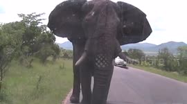 Latest Elephant Attack ! Elephant hits car in Kruger National Park, South Africa