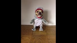 Mini French Bulldog dresses up as Jaws!