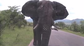 Huge elephant slams into side of safari van