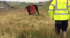Bull gets its head stuck in traffic barrier near Glasgow