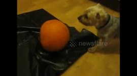 Dog fighting halloween pumpkin