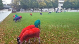 Tech sheep at Web summit