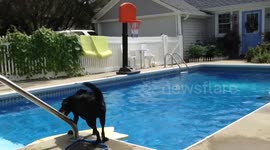Dog navigates body board so she can retrieve her ball