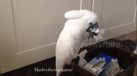 Mommy's personal shredder ...uhh clutter maker i mean ????