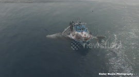 Humpback whale appears to show off for drone camera