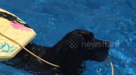 Clever dog can pull body board out of a swimming pool