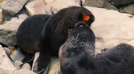 This is what baby seals look like play fighting